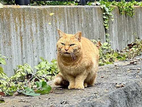 pic