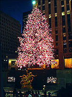 tree 24KB